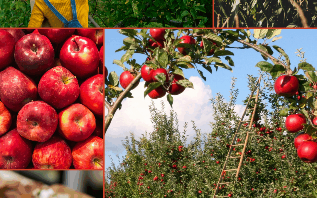Where to Go Apple Picking Near Essex County